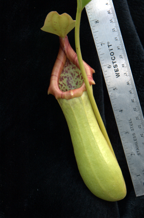 Nepenthes truncata x ventricosa